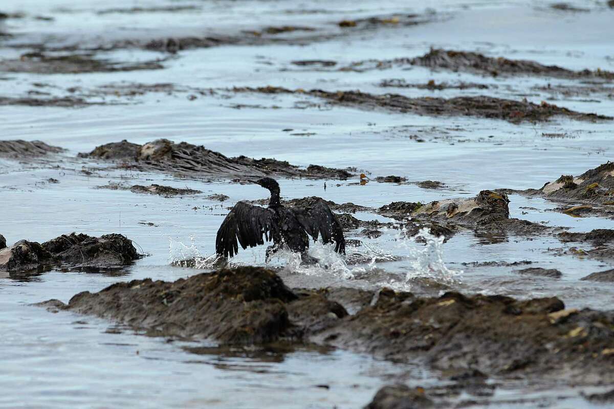 FILE - In this May 21, 2015 file photo, a bird covered in oil flaps its wings at Refugio State Beach, north of Goleta, Calif. A U.S. Senate committee is holding a field hearing on pipeline safety on Friday following a recent surge in accidents, including oil spills that fouled a Montana river and a scenic stretch of Southern California coastline. (AP Photo/Jae C. Hong, File)