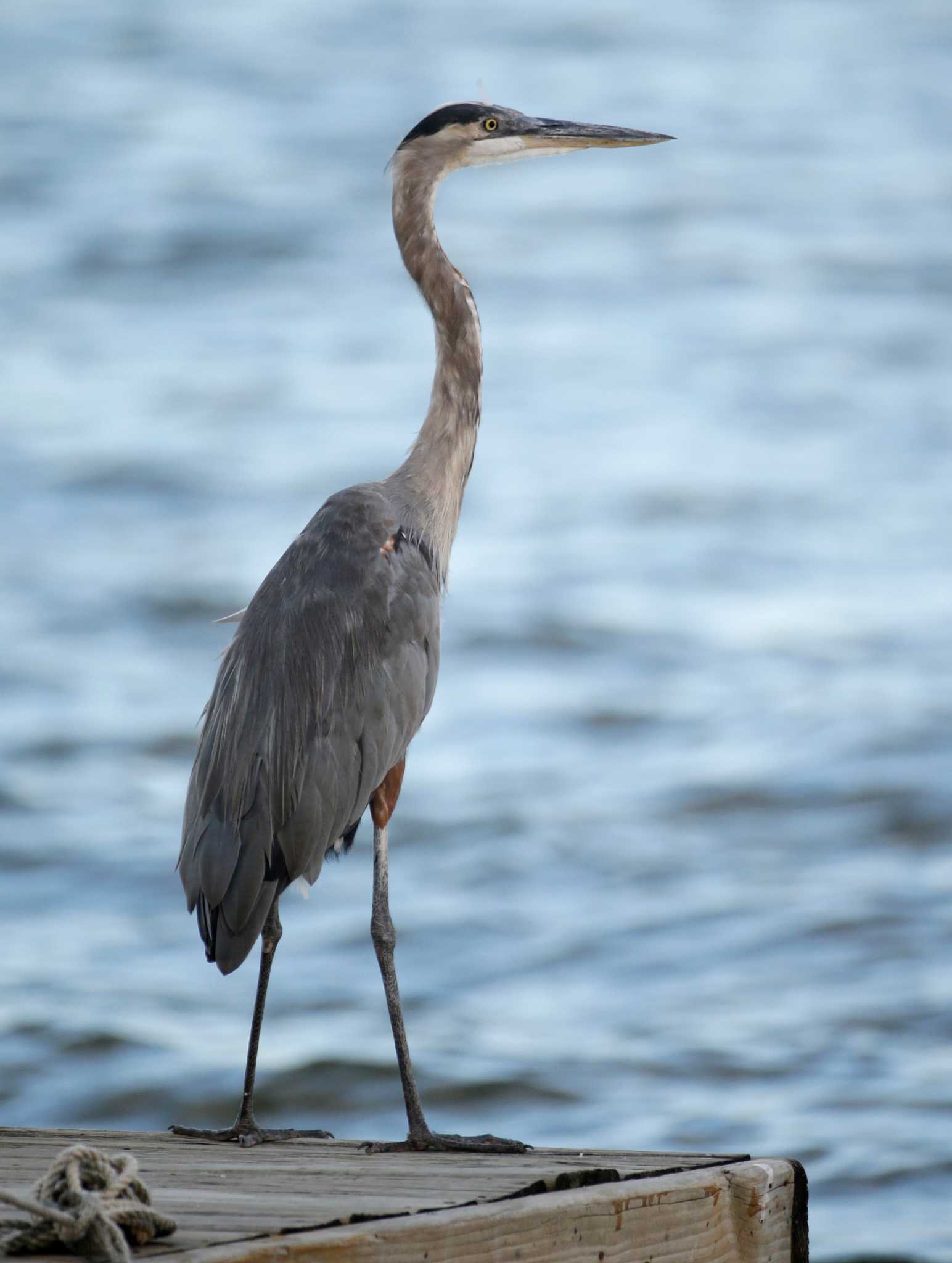 Erosion threatens bird habitat at Lake Conroe