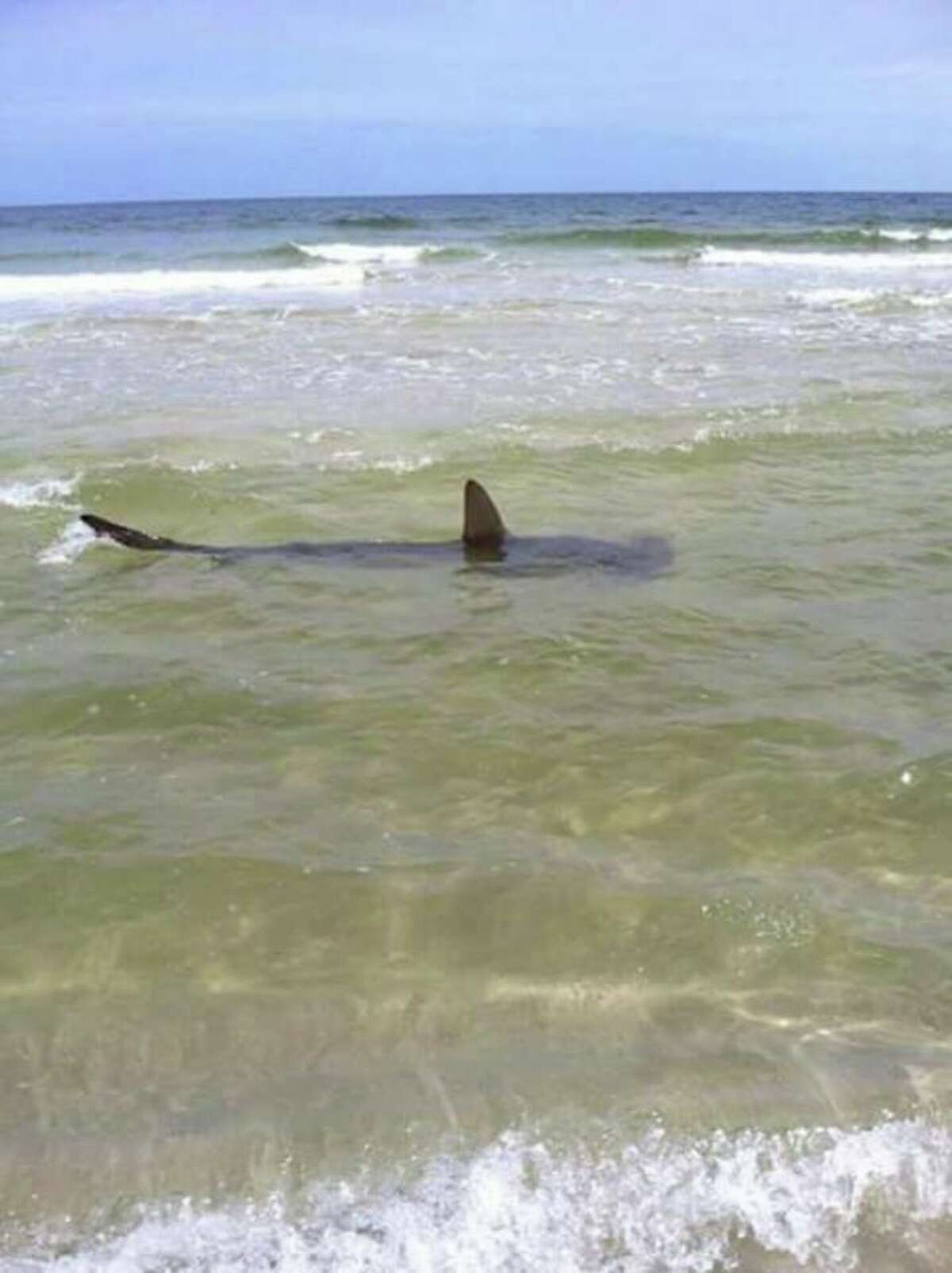 8foot hammerhead shark photographed on Padre Island shore