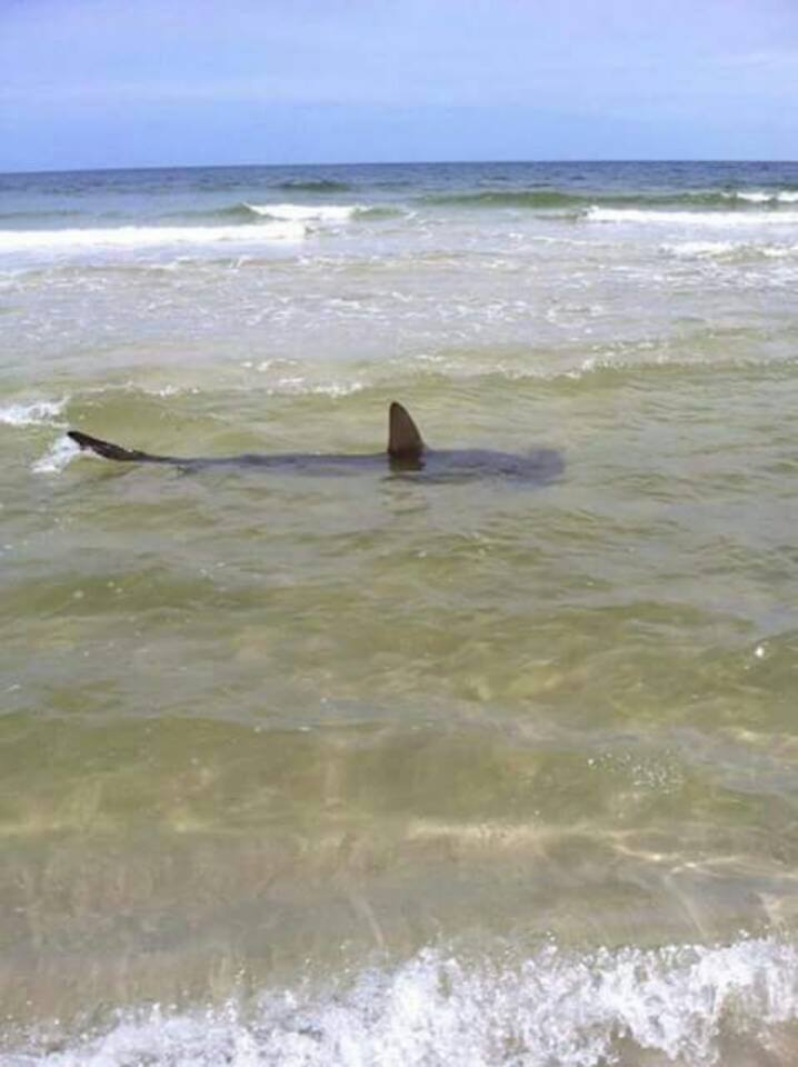 11-foot tiger shark caught near Bob Hall Pier on Padre Island