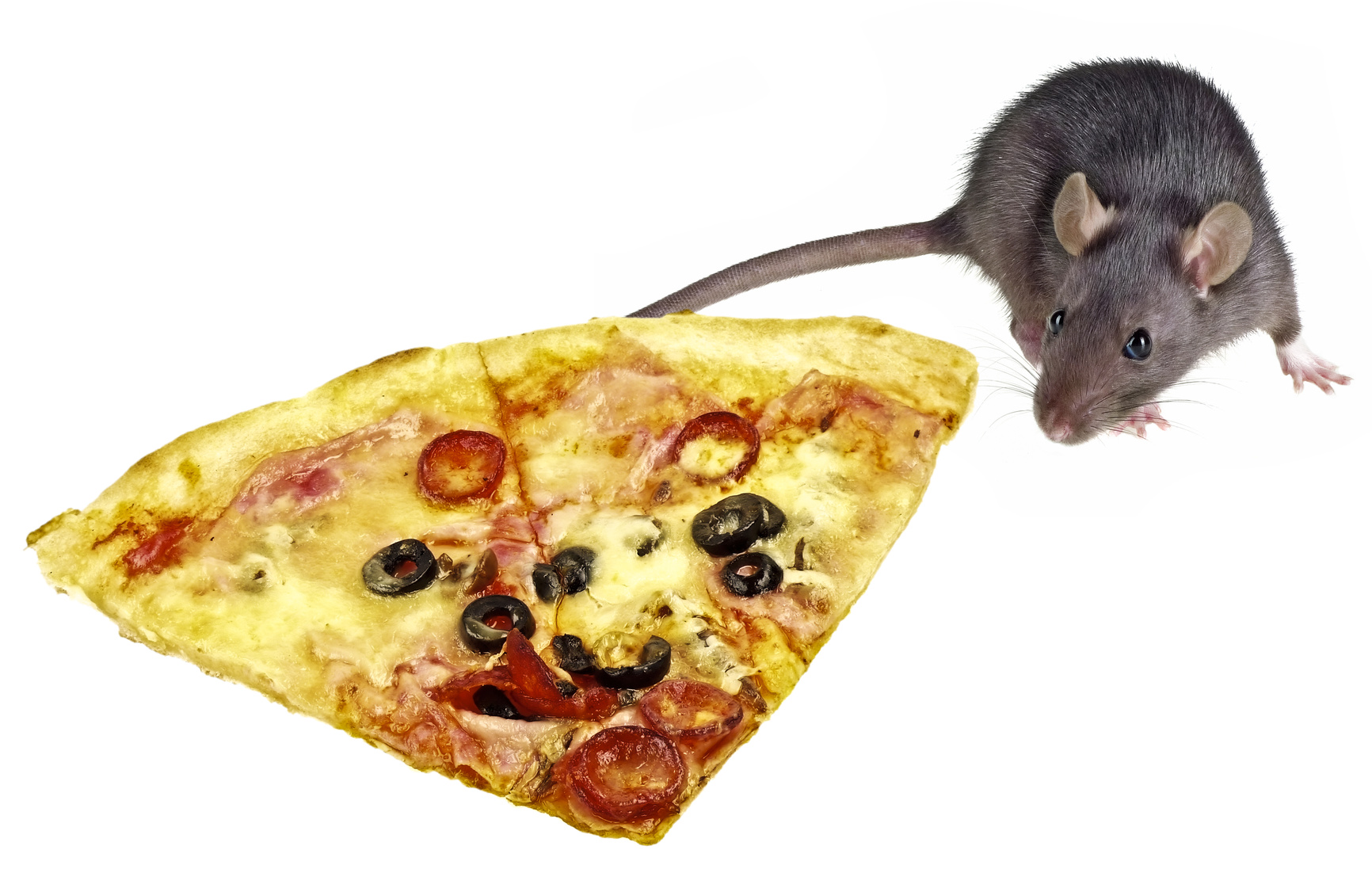 Украл пиццу. Крыса с пиццей. Мышка с пиццей.