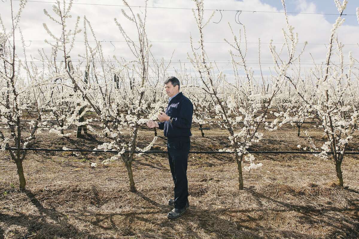 Rocky Varapodio, major stone fruit farmer and owner of Oakmoor Orchards in Ardmona, Victoria, Australia. Shot on August 28, 2015.