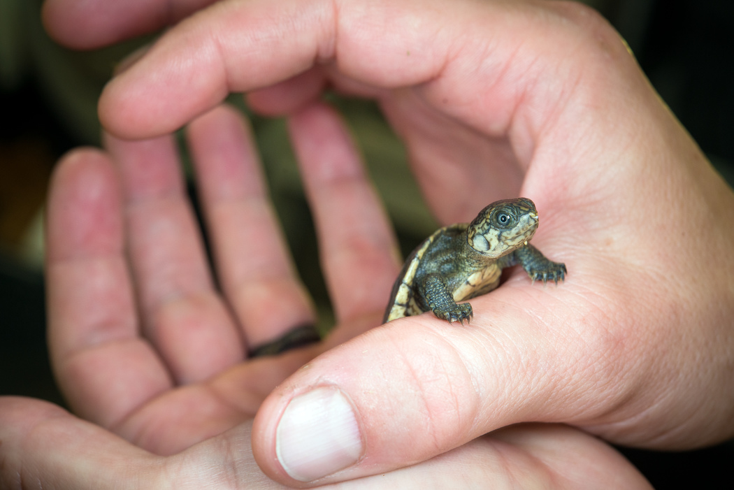 New turtle babies at the Houston Zoo fit in the palm of your hand