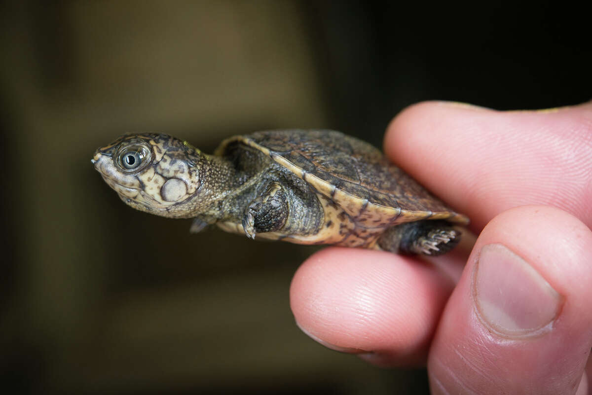 New baby at Houston zoo is six foot tall and 132 pounds