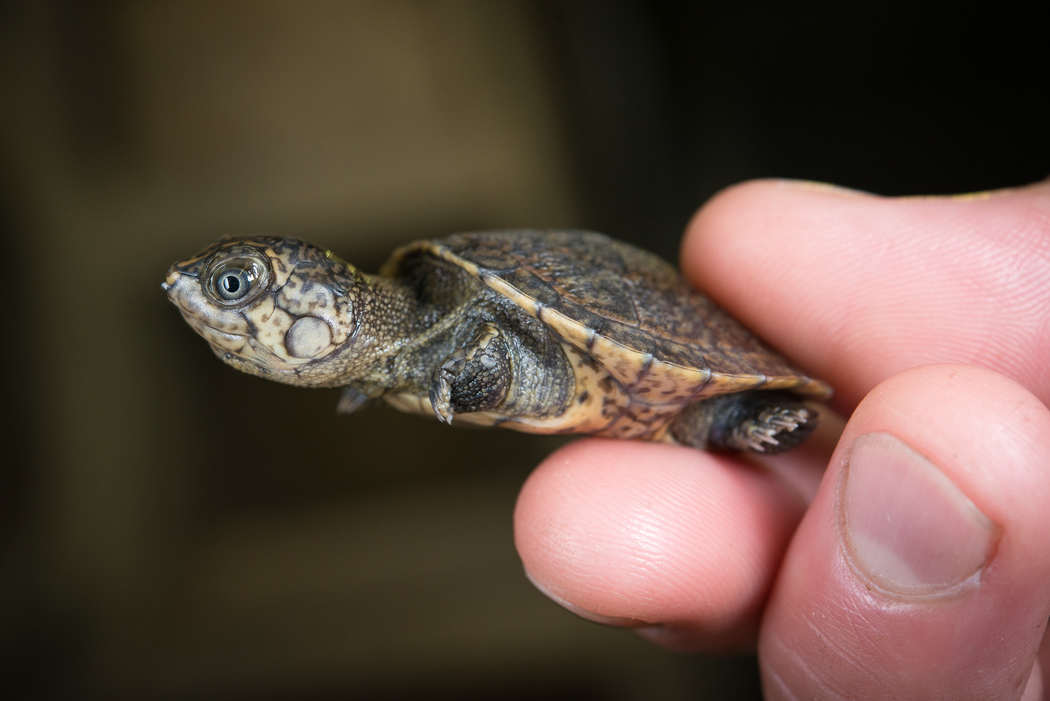 Baby turtles! Houston Zoo has first ever hatching of highly