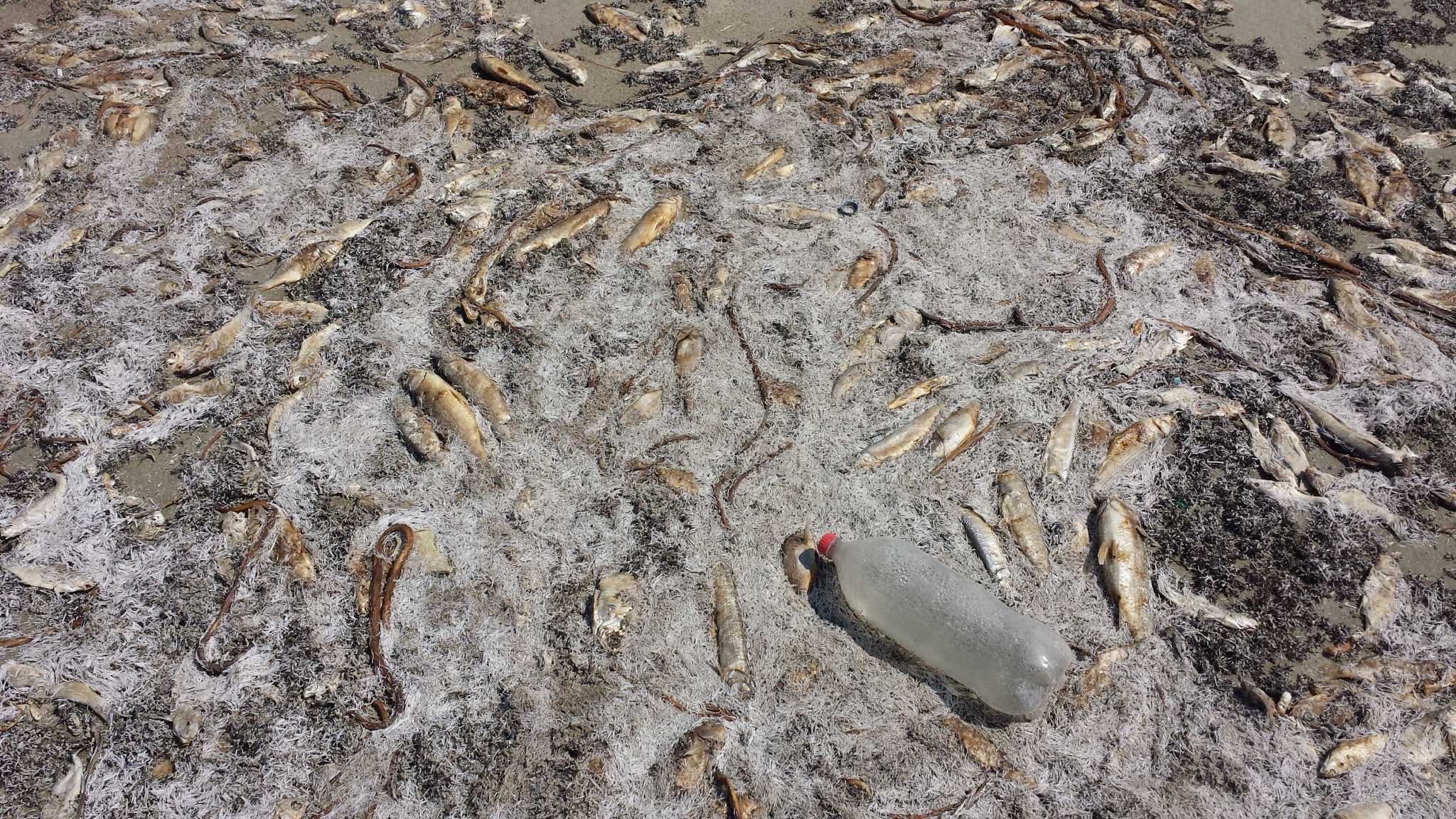 Unprecedented red tide at Padre Island National Seashore blamed for ...