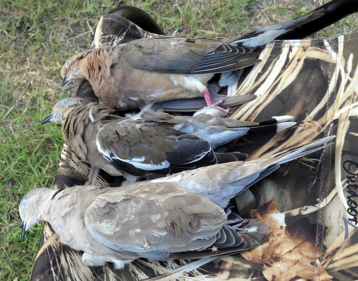 It’s open season on Eurasian doves