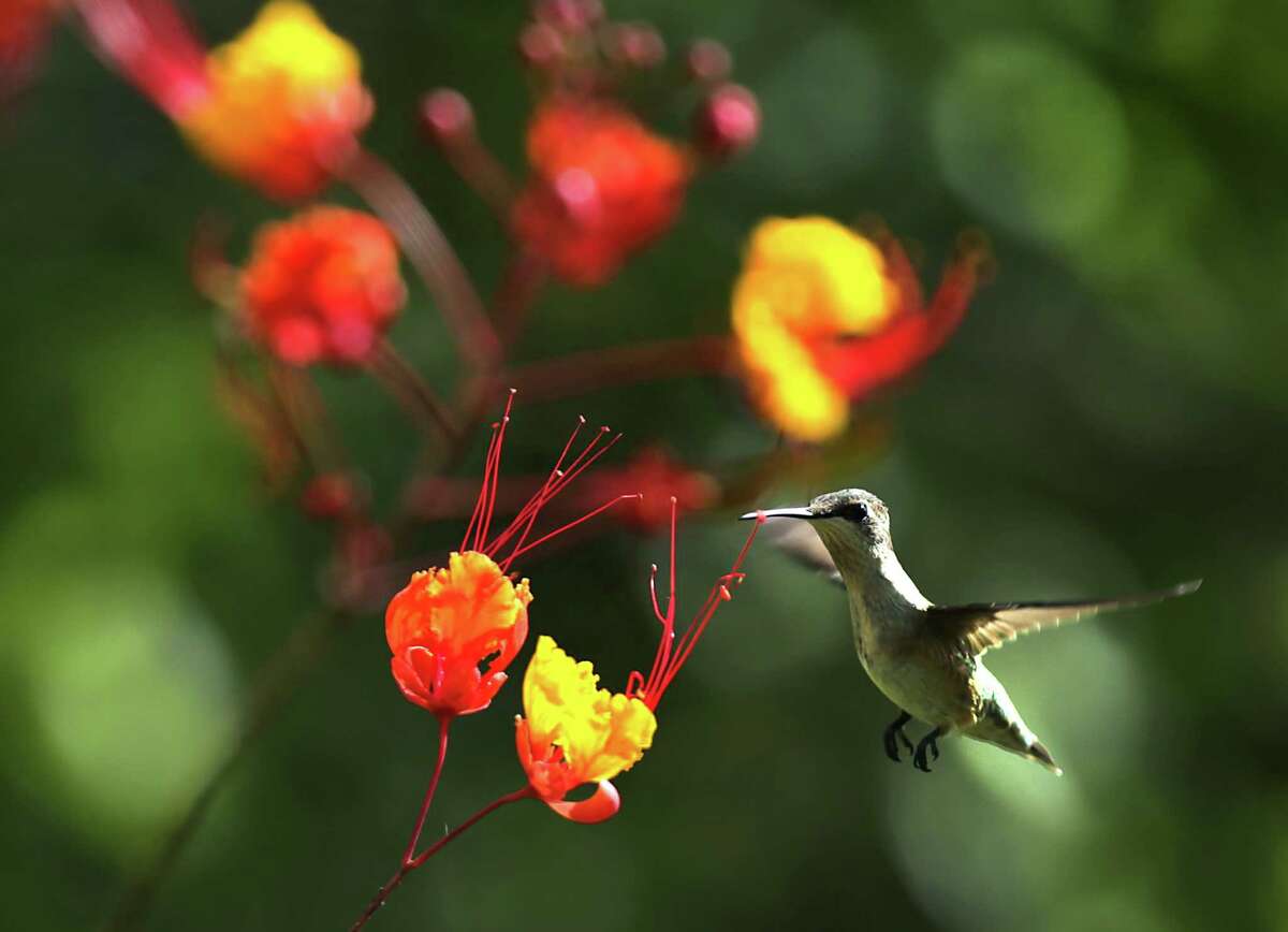 Keeping hummingbirds humming along
