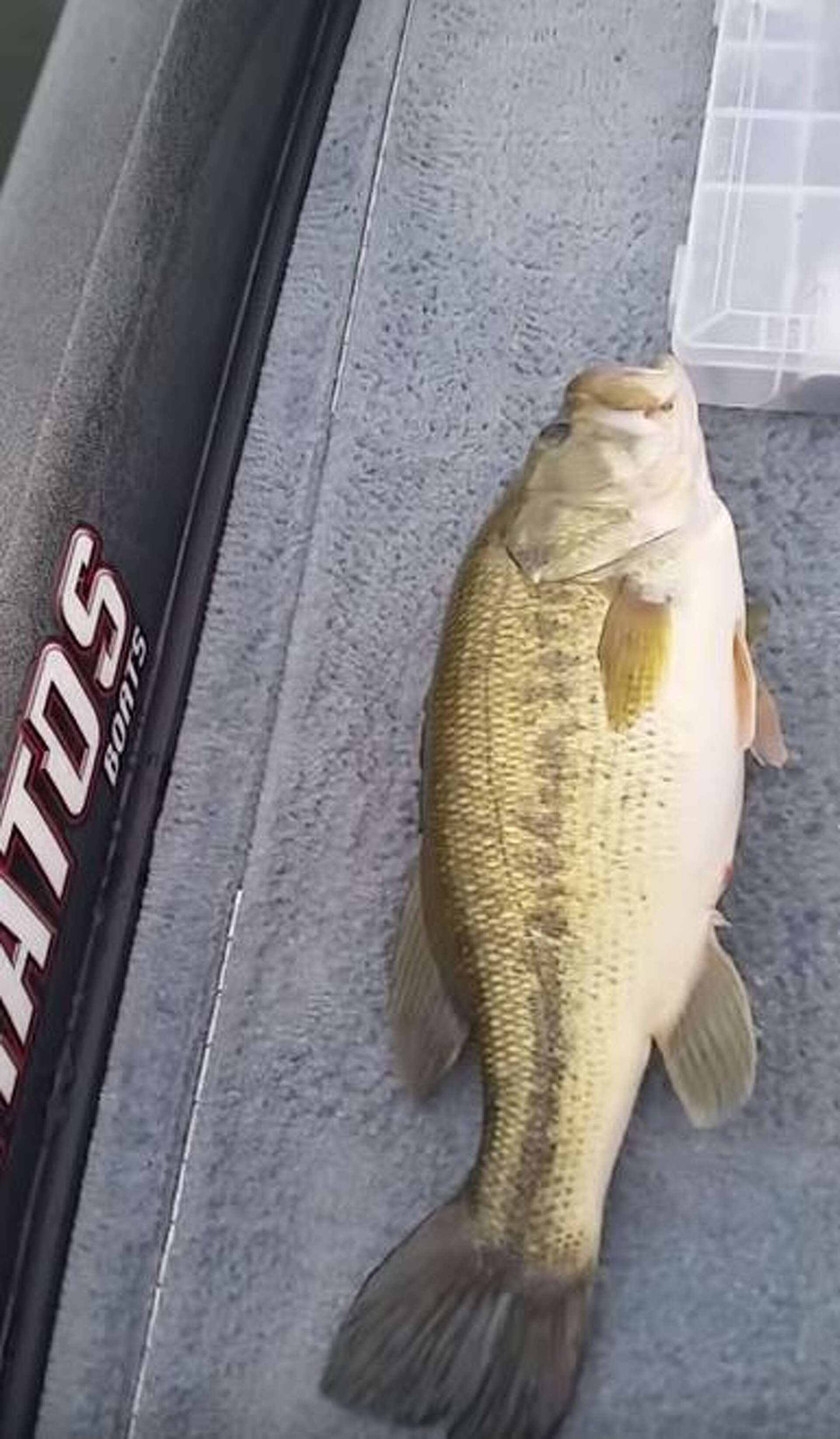 barbie fishing pole record catch This little girl just owned a 20-inch bass with a Barbie fishing pole