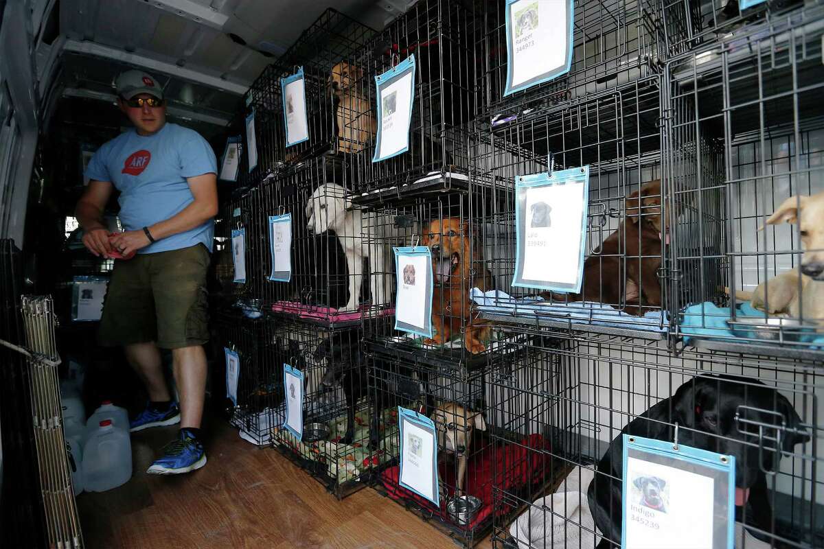 Greg Kidd of Animal Rescue Friends (ARF) finishes placing a dog into the organization's new transport van in front of Petco offices on Saturday, Sept. 26, 2015. Through a grant by the Petco Foundation, ARF acquired a larger, air-conditioned transport more suitable and comfortable for their furry friends. Foster families tearily relinquished their companions and watched as the dogs were placed into the Mercedes-Benz van for an eastbound roadtrip. Kidd along with his wife and ARF founder Virginia Davidson departed San Antonio for a 40-hour drive which includes numerous stops for the dogs. They will eventually arrive at a no-kill shelter in New Hampshire. (Kin Man Hui/San Antonio Express-News)
