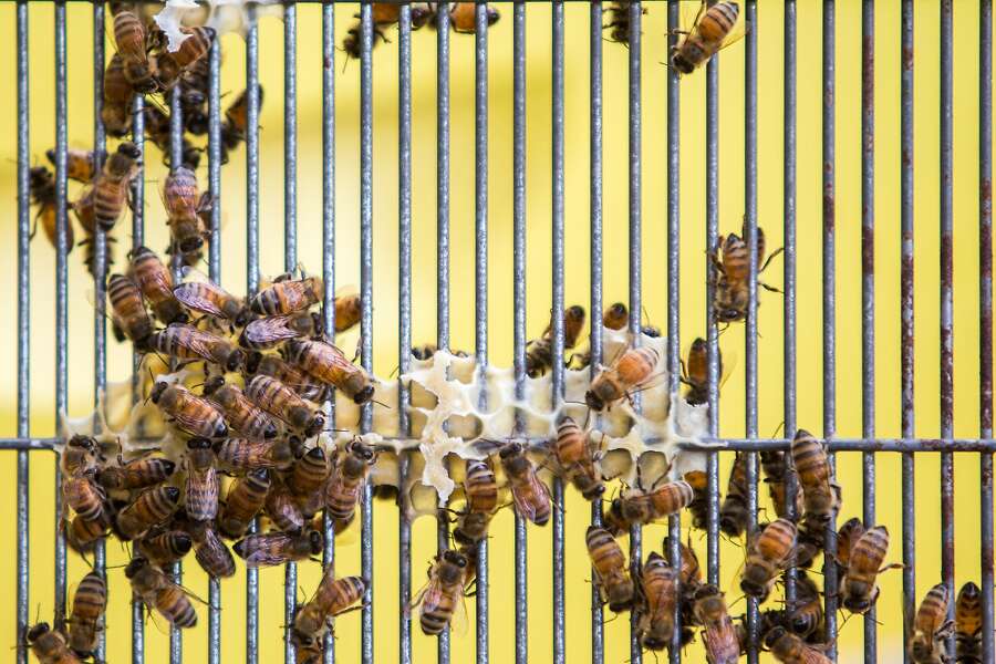 ‘killer Bees Found In The Bay Area For The First Time