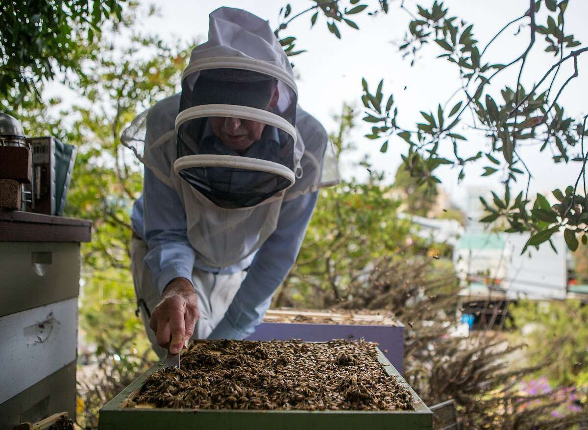 Connecticut beekeepers strive to keep bees healthy