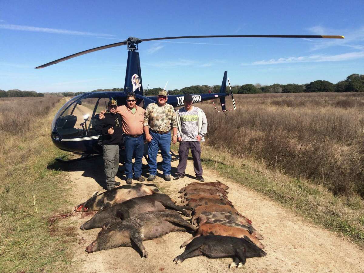 'Helibacon' Texas feral hoghunting takes aerial approach to hog problem