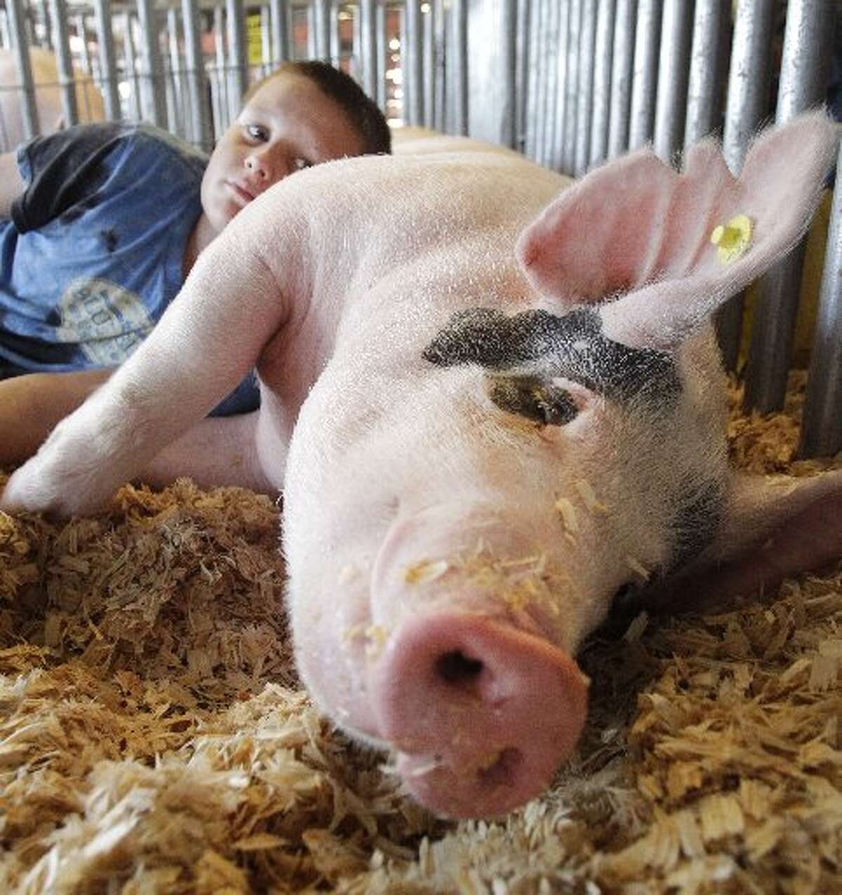 In sure sign of fall, county fairs get underway in Fort Bend, Waller  counties