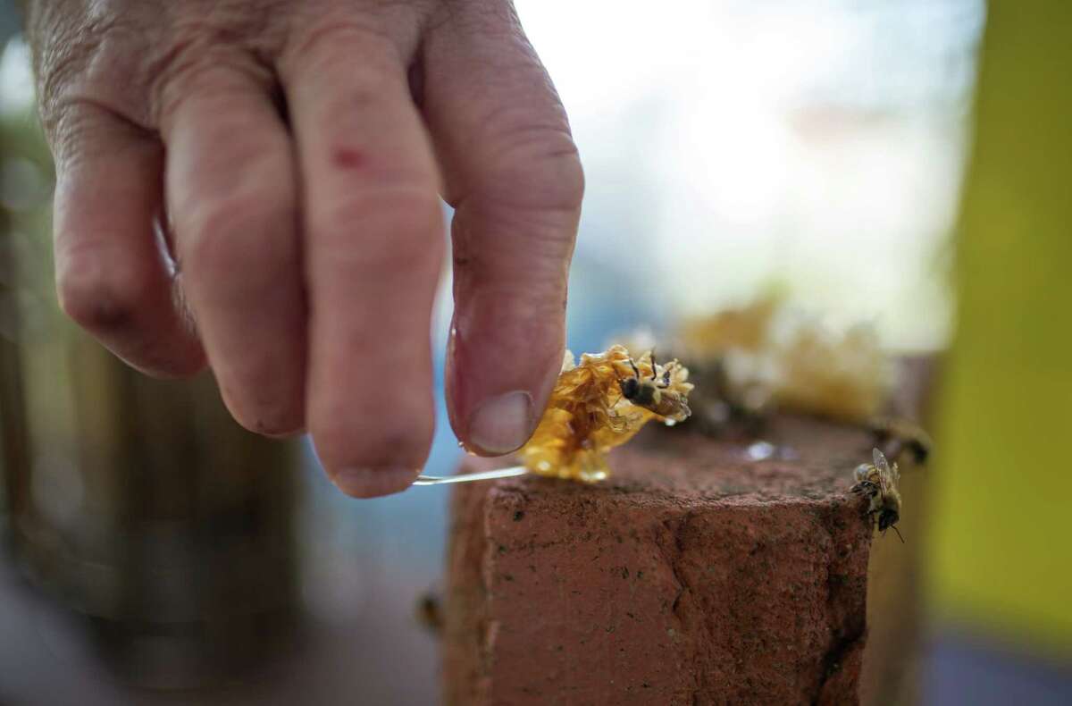 ‘killer Bees Found In The Bay Area For The First Time