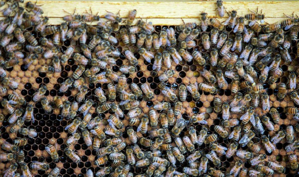 ‘killer Bees Found In The Bay Area For The First Time