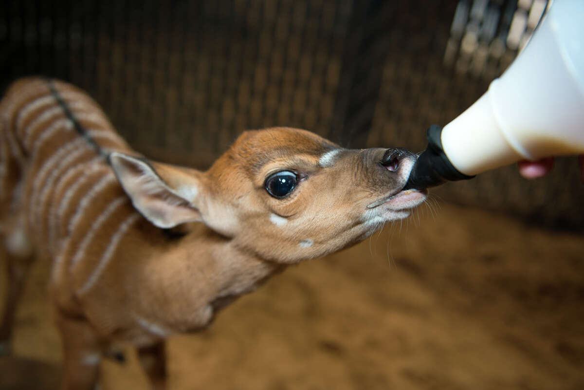 Houston Zoo debuts new exotic antelope baby