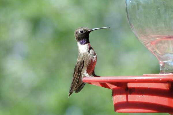 Fill Bird Feeders For Hungry Flocks Expressnews Com