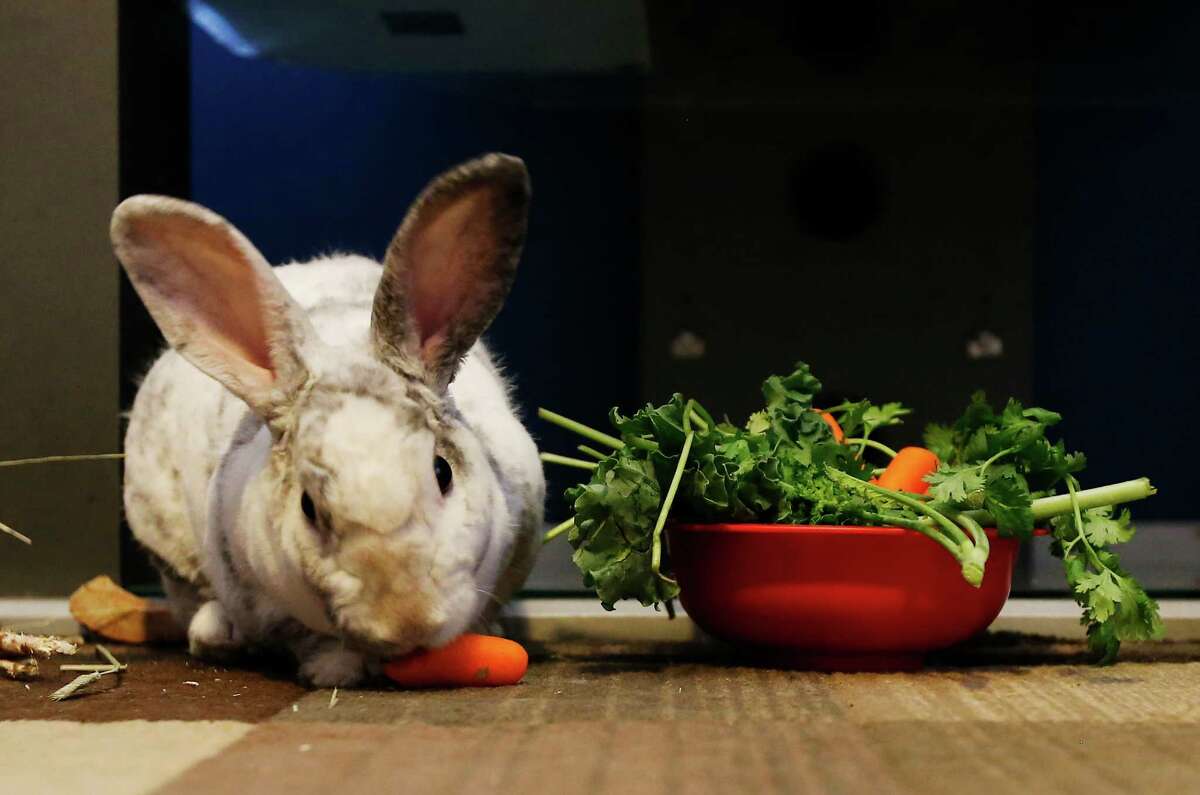 A Mini Rex rabbit named Anet eats a carrot from Joe Guerra who has two other pet rabbits.