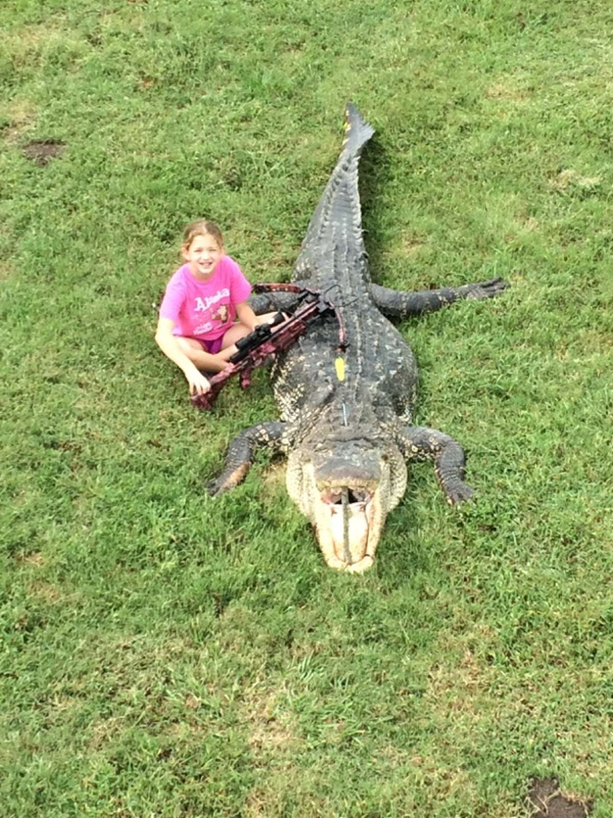 He said the gator was baited and hooked in the middle of the river with a log and rope.