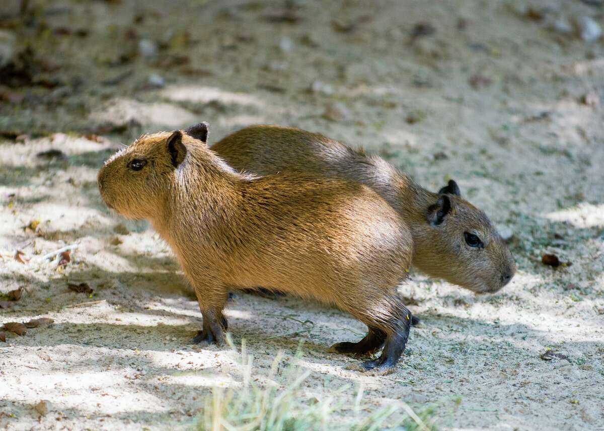 Twin capybaras born at the Houston Zoo