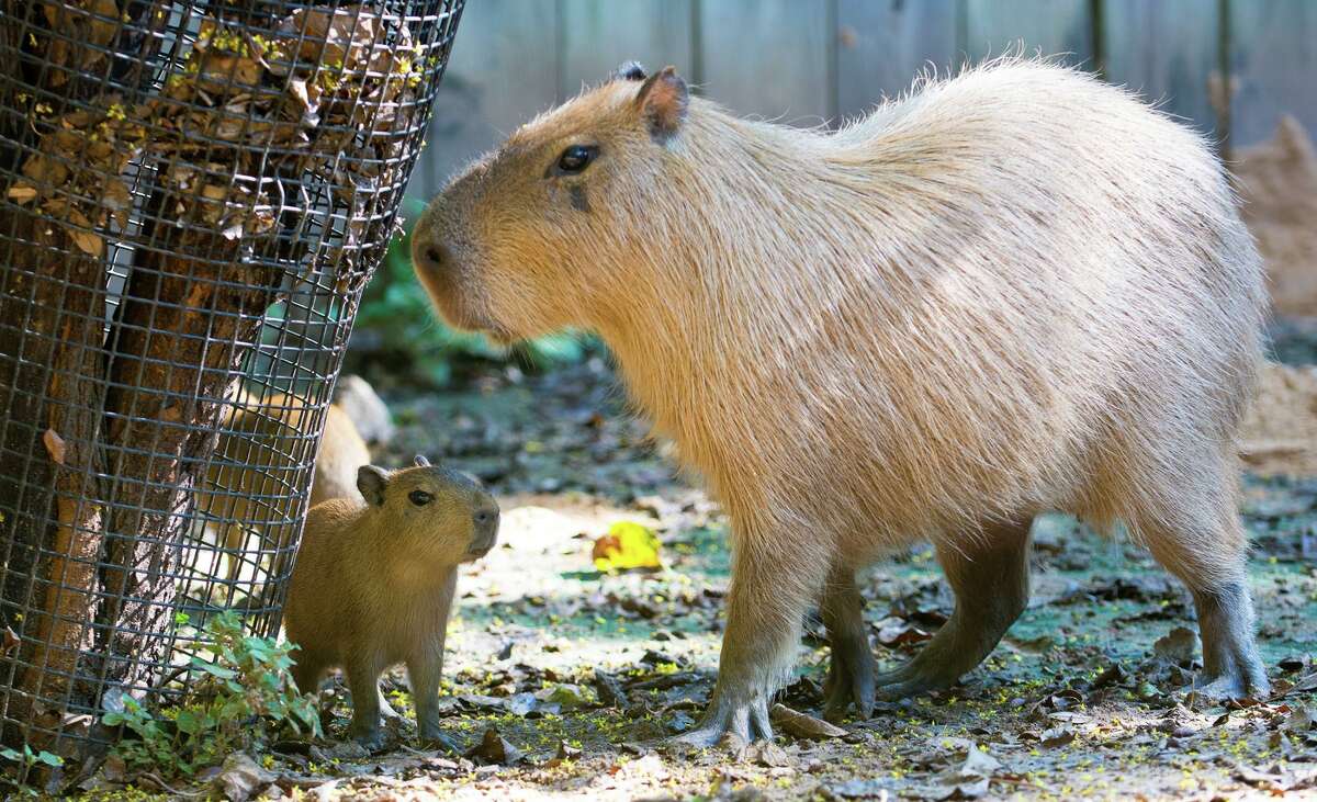 capybara for sale nz