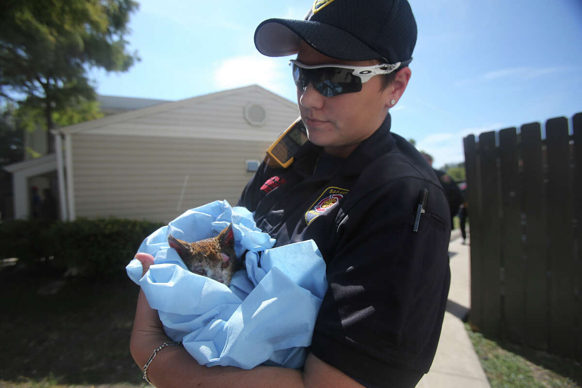 San Antonio firefighter Misty Dingel-Elrod holds a burned cat wile firefighters douse flames Tuesday October 6, 2015 at the Fox Run Apartments on the 10,000 block of Broadway. the Two alarm fire started shortly before 11:00 am.