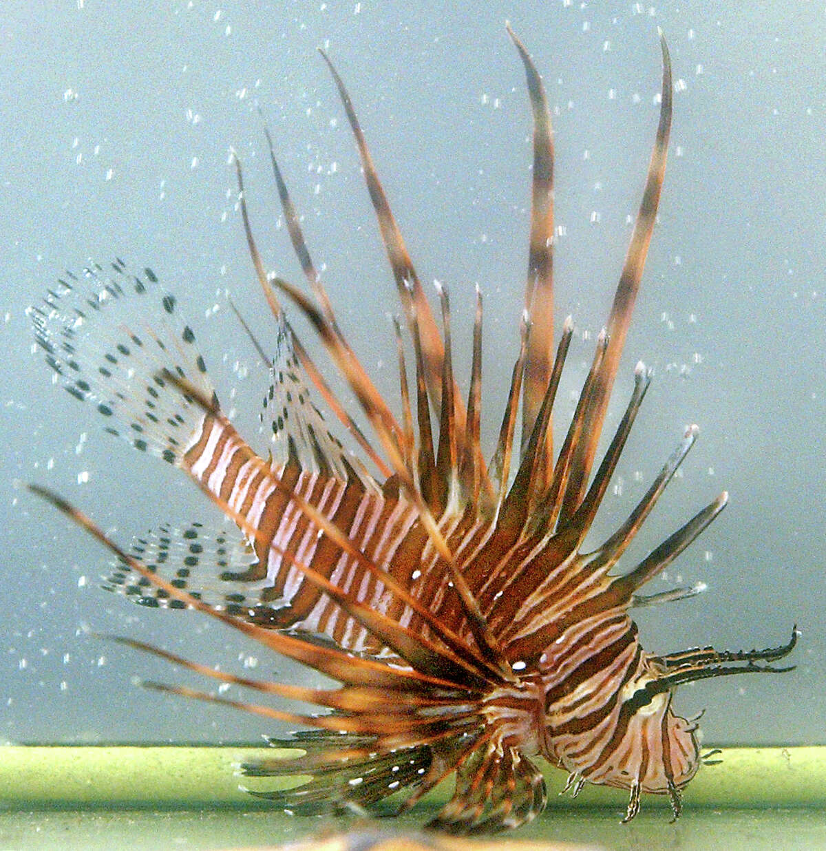 Lionfish How they got here: Likely started as unwanted pets dumped into the ocean.  Why they're bad: Lionfish are aggressive feeders and breed all year, and are a threat to native marine life in the Gulf of Mexico.  What you can do: Even though they're venomous, the NOAA offers methods of eating them. Divers and snorkelers can notify the NOAA of lionfish locations so they can be removed. 