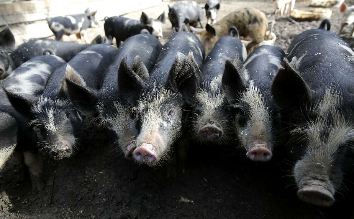 A group of piglets line up at Devil's Gulch Ranch in Nicasio, which doesn’t use antibiotics to spur growth in livestock. Now state law may mean all ranchers have to raise animals without the routine use of these drugs.