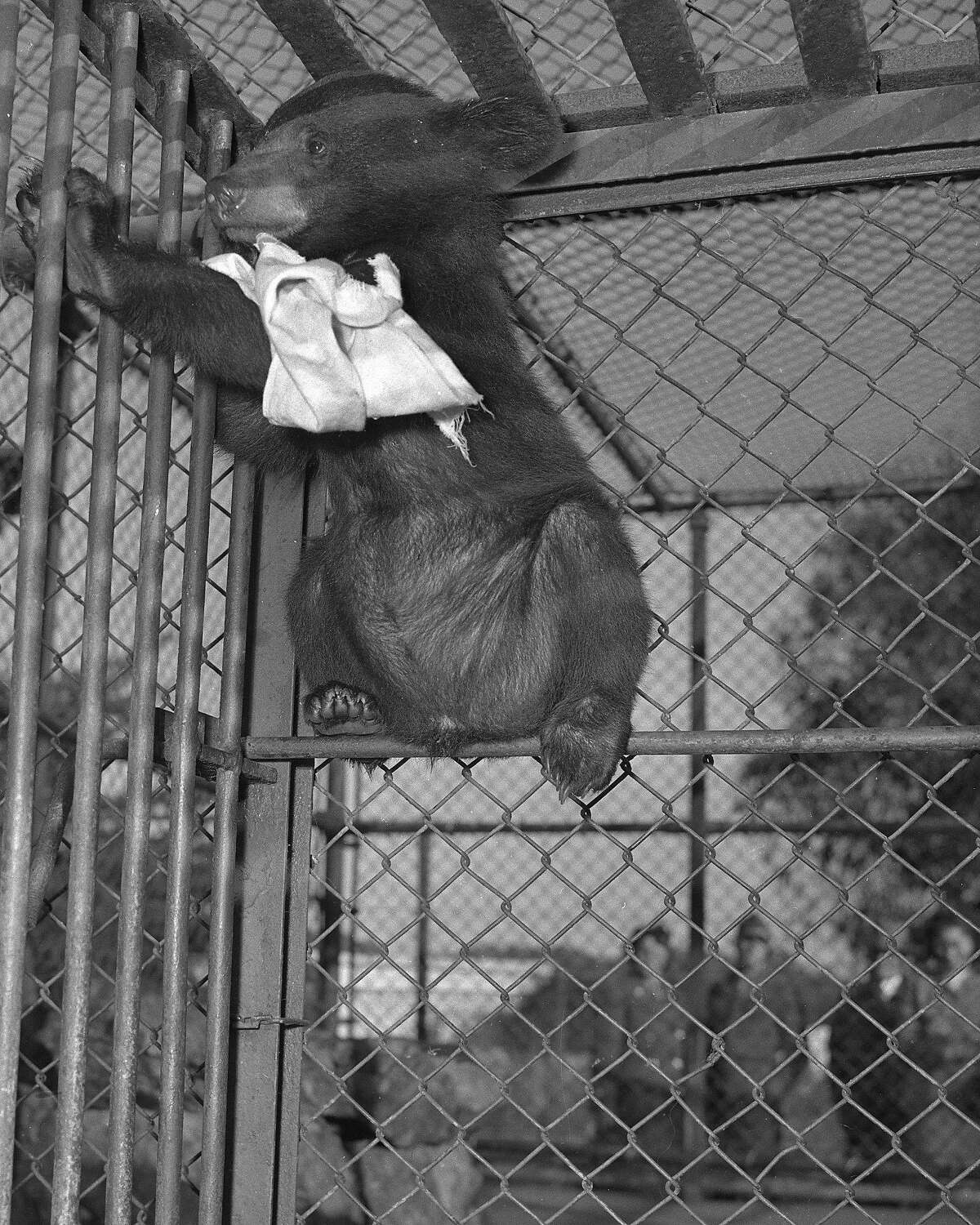 1949年1月9日，弗莱什哈克动物园，一只名叫波基的喜马拉雅熊，也是一位逃生艺术家，在厕所里呆了11天