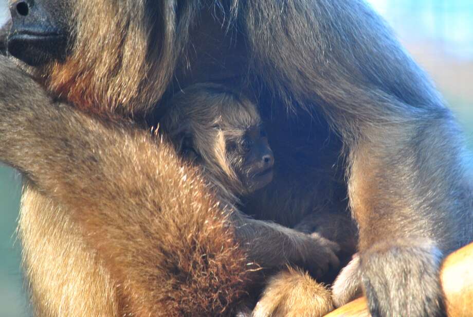 San Antonio Zoo newborn howler monkey to Amazonia section