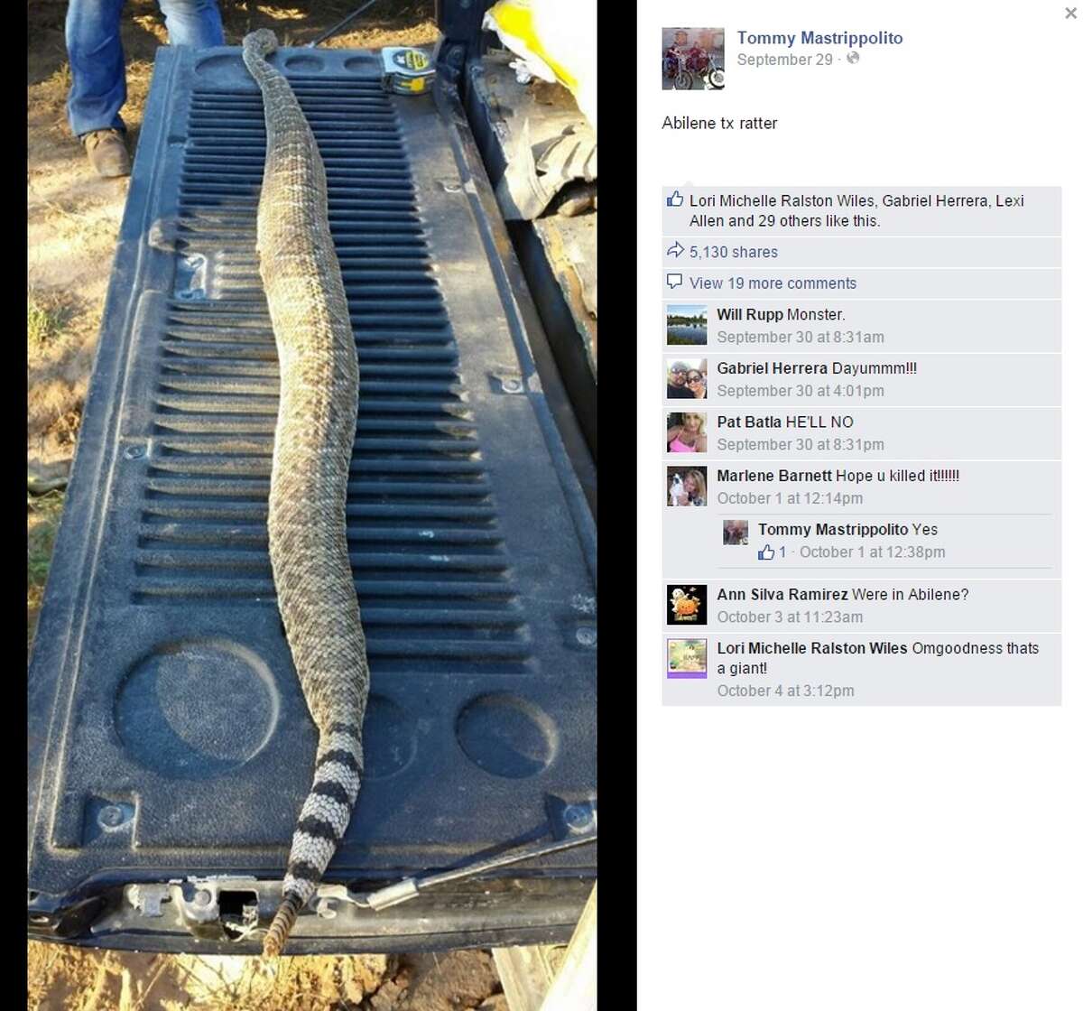 Facebook user Tommy Mastrippolito uploaded this photo of a ginormous rattle snake caught in Abilene on Sept. 29, 2015. According to the photo's comments, the snake had eaten three rats before it was killed.