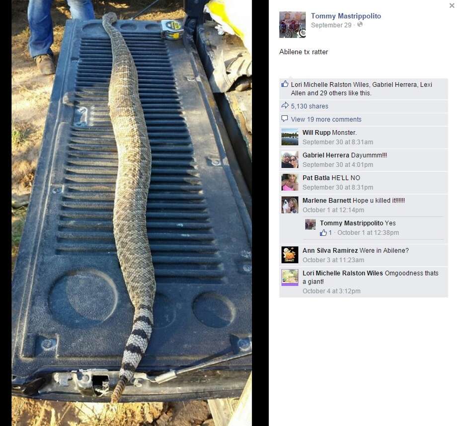Terrifyingly huge rattlesnake caught in Abilene San Antonio ExpressNews