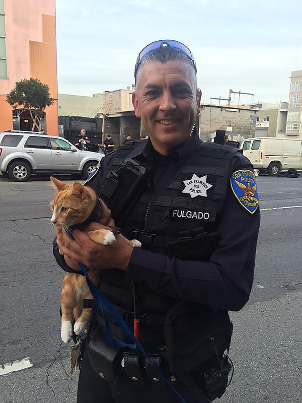 Cat used by S.F. cops to coax suicidal man off building ledge