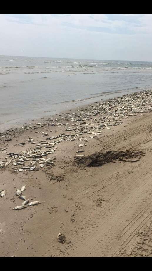 Thousands Of Fish Wash Up Onto Freeport Beach Houston Chronicle Thousands Of Fish Washed Up Dead At Bryan Beach In Freeport After A Suspected Red Tide