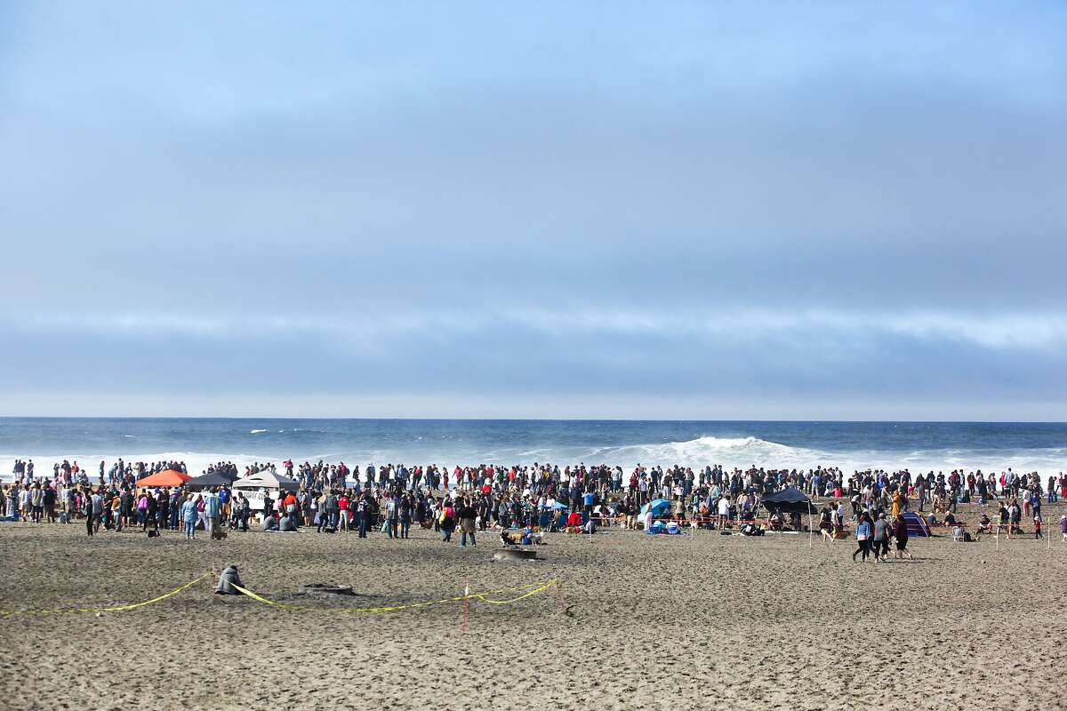 There were hundreds of Corgis in attendance at Corgi Con at Ocean Beach in San Francisco, California on October 10, 2015.