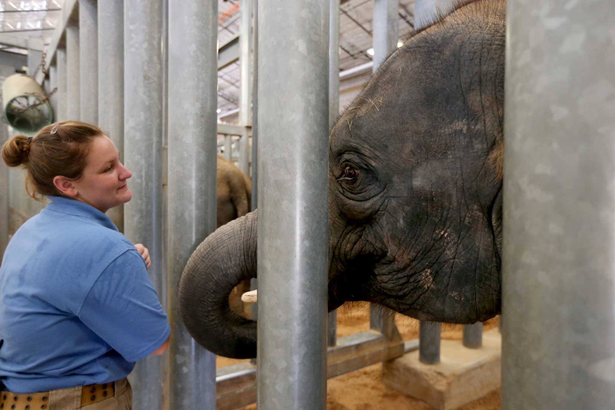 Baylor doctor dedicated to saving young elephants