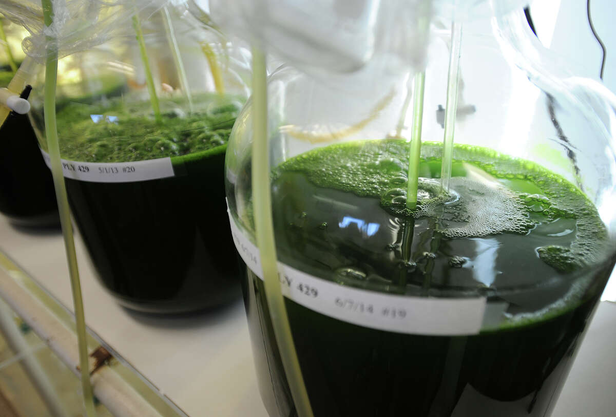 Algae being grown as food for shellfish at NOAA's marine research laboratory in Miford, Conn. on Tuesday, June 30, 2015. The Milford Laboratory will stage a free open house on Saturday, Oct. 17, from 9 a.m to 1 p.m.