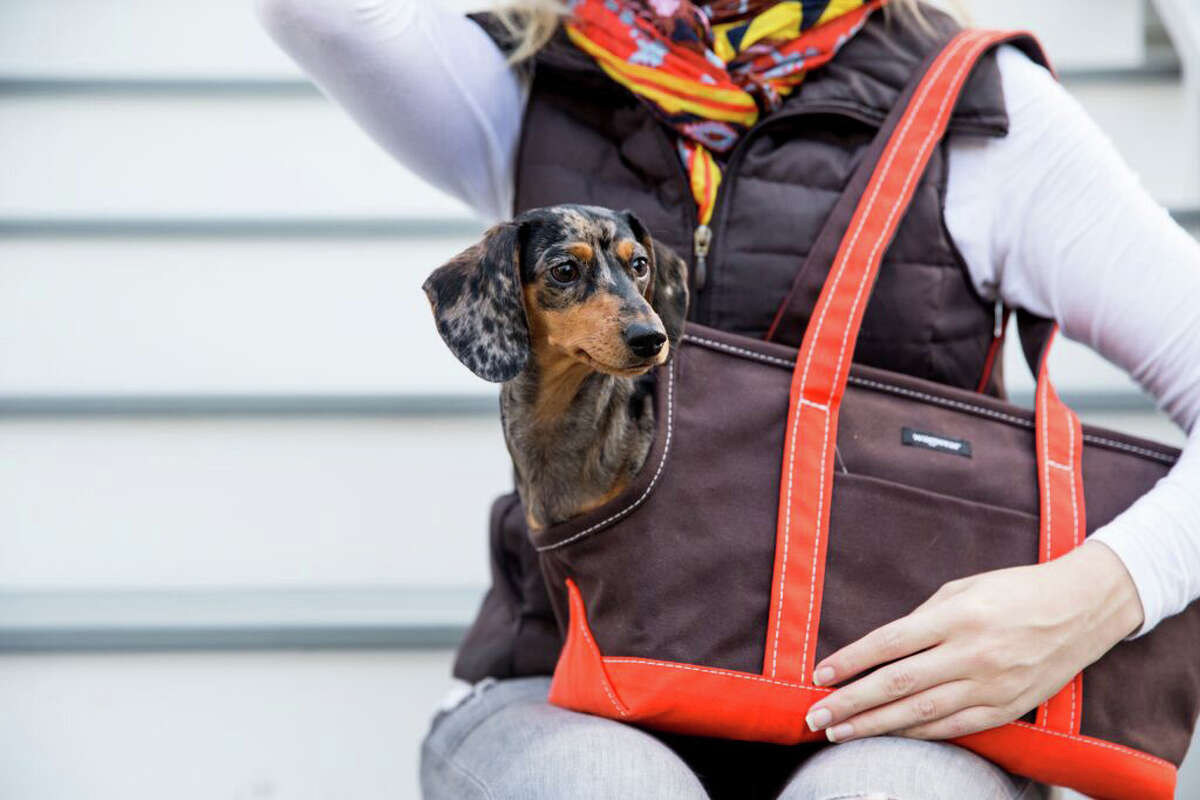 Greenwich new boutique pet supply store