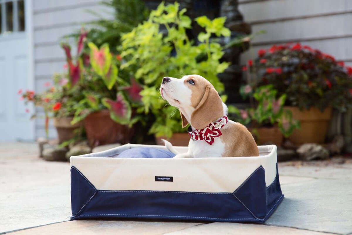 Greenwich new boutique pet supply store