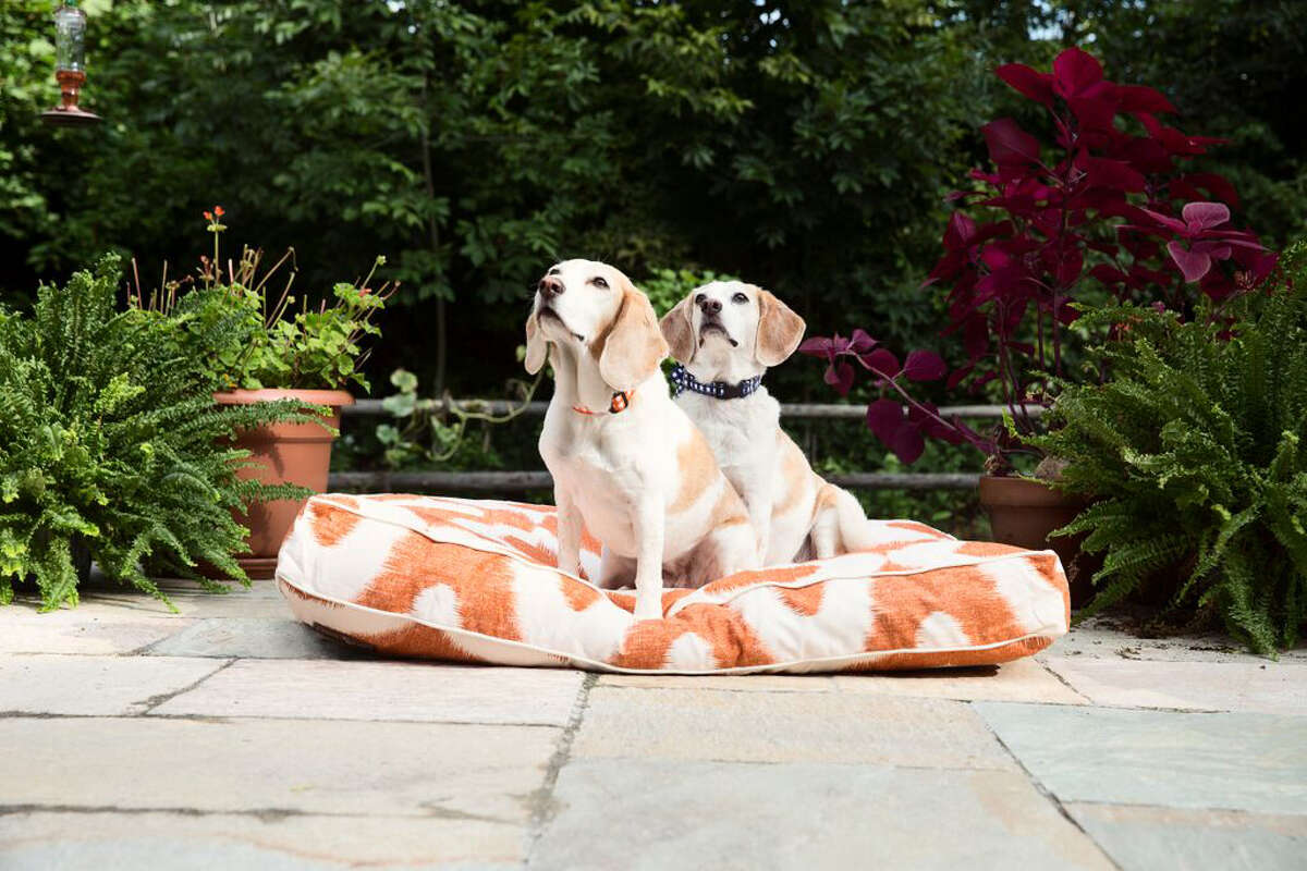 Greenwich new boutique pet supply store