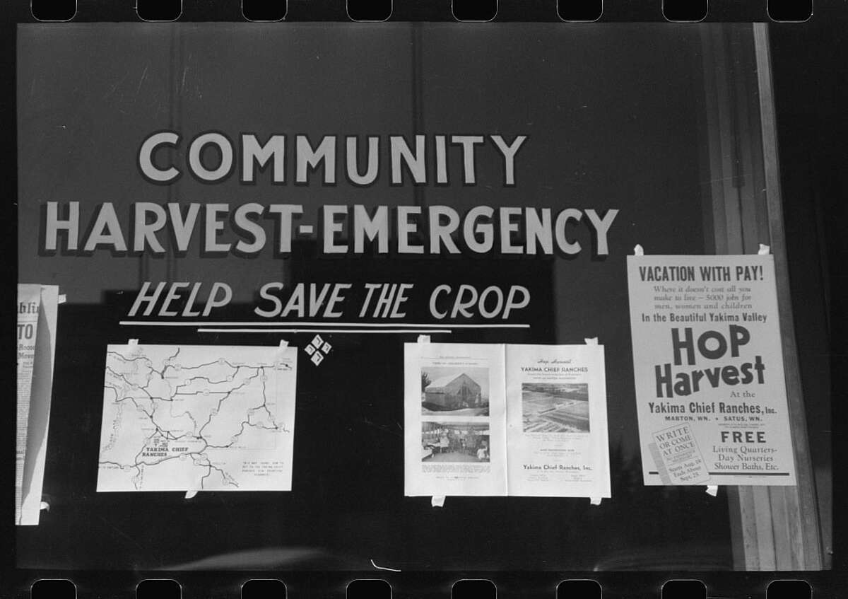 1936 MIGRATORY FRUIT WORKERS  Yakima Washington DEPRESSION ERA PHOTO 196-a 