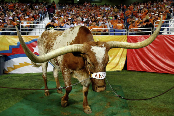 University Of Texas Mascot >> Longhorns Select Newest Bevo Mascot Houstonchronicle Com University Of Texas Mascot >> Longhorns Select Newest Bevo Mascot Houstonchronicle Com