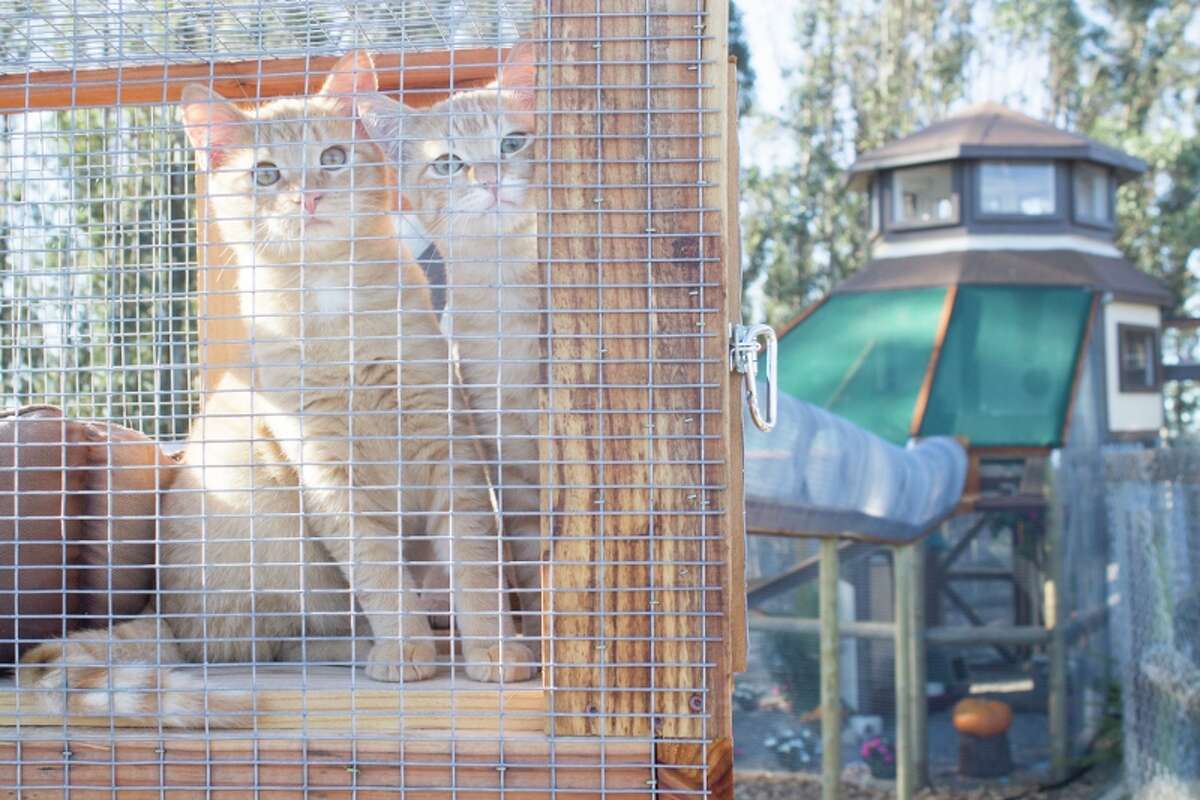 Kittens at the Sonoma County Wildlife Rescue frolic in their new indoor/outdoor catios.