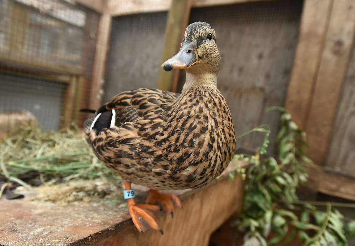 Juanita the duck is seen at Wildcare wildlife shelter in San Rafael, California on October 15, 2015. The duck is being detained at Wildcare while the U.S. government decides whether or not it will allow Juanita to be returned to Bello Gardens where it was the facility's mascot for over six months.