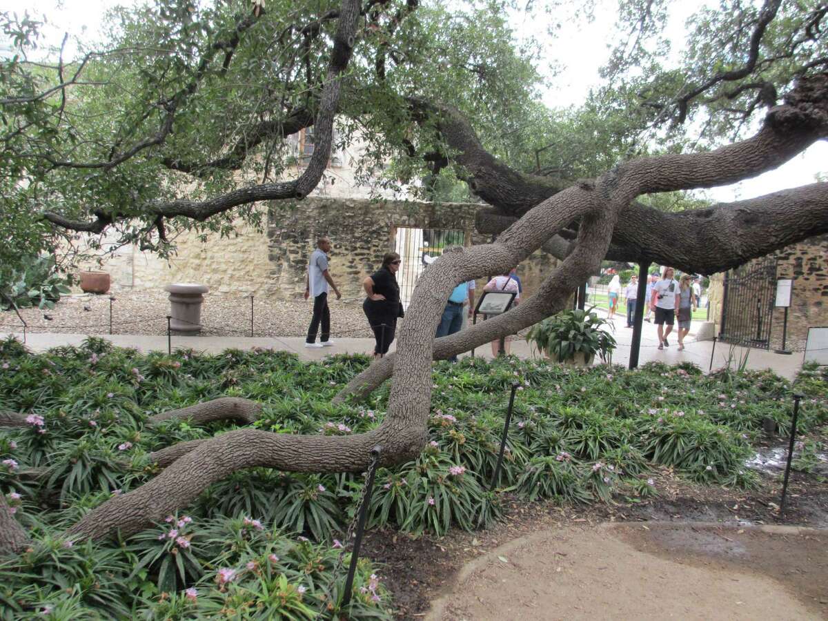 Giant transplanted live oak still thrives on Alamo grounds