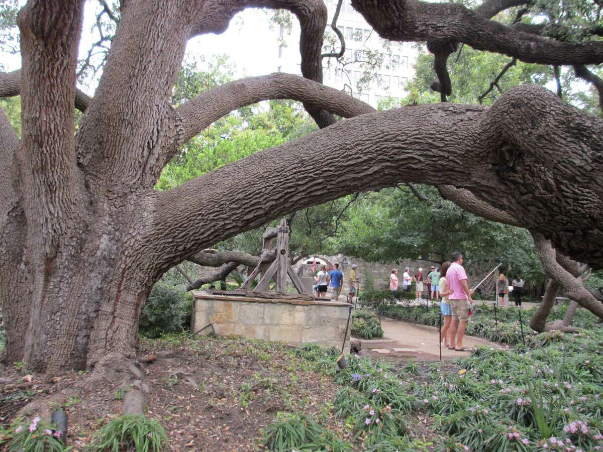 Giant transplanted live oak still thrives on Alamo grounds