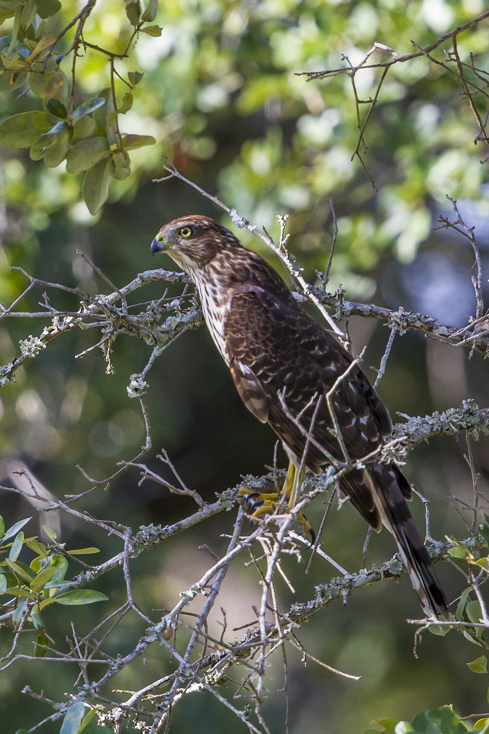 Predator and prey, it's the life of a hawk