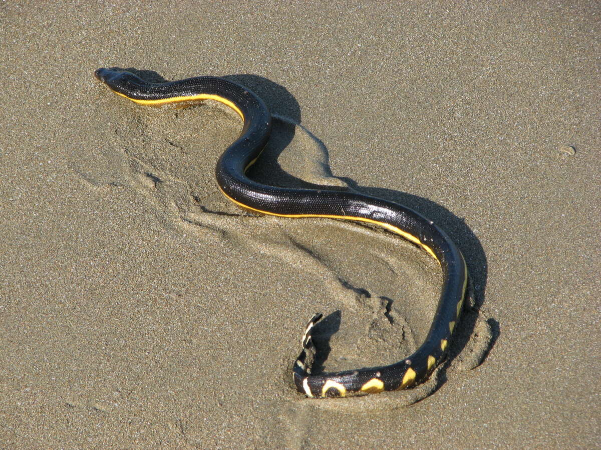 Poisonous yellow-bellied sea snakes like this one are washing up on California beaches due to the effects of El Nino.