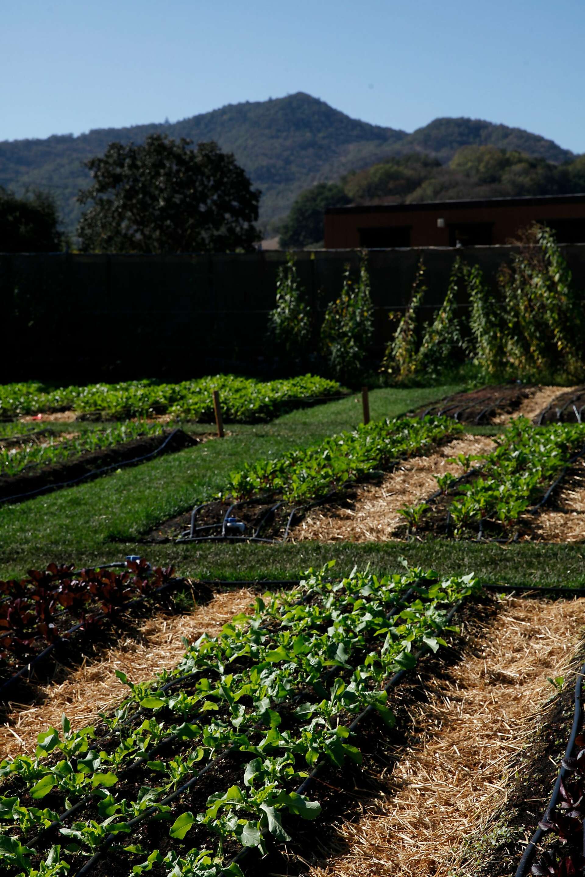 A day in Yountville for under 40